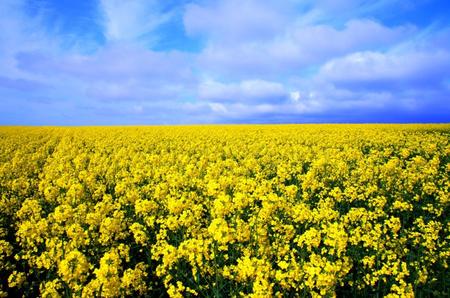 2012-5-30-滝川菜の花 063.jpg